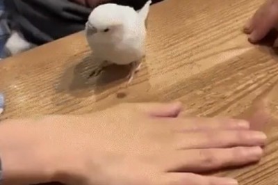 You Won't Believe What This Parrot Says About the Covenant!