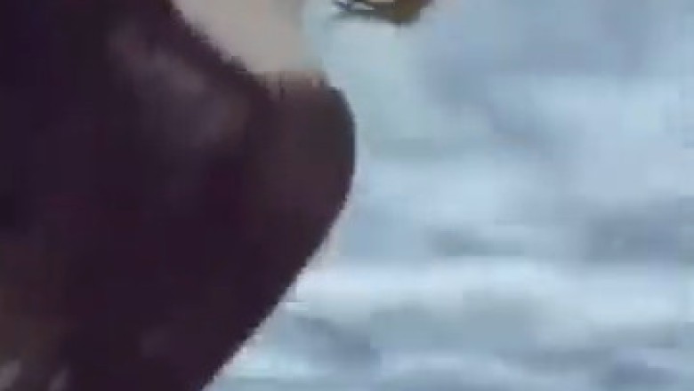 Birds of a Feather: Hilarious Flock Fails You Won't Believe!