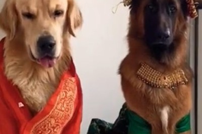 Pawsitively Fabulous: Dogs Slaying in Indian Costumes!