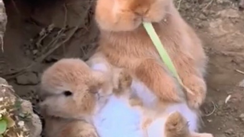 Watch This Clever Rabbit Disappear into Its Secret Hole! π