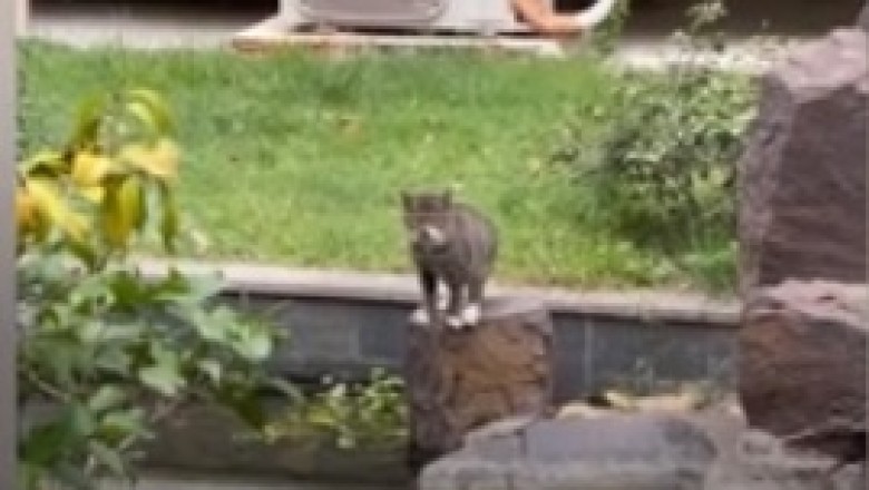 Cat vs. River: The Most Dramatic Crossing EVER! (Fail Compilation)