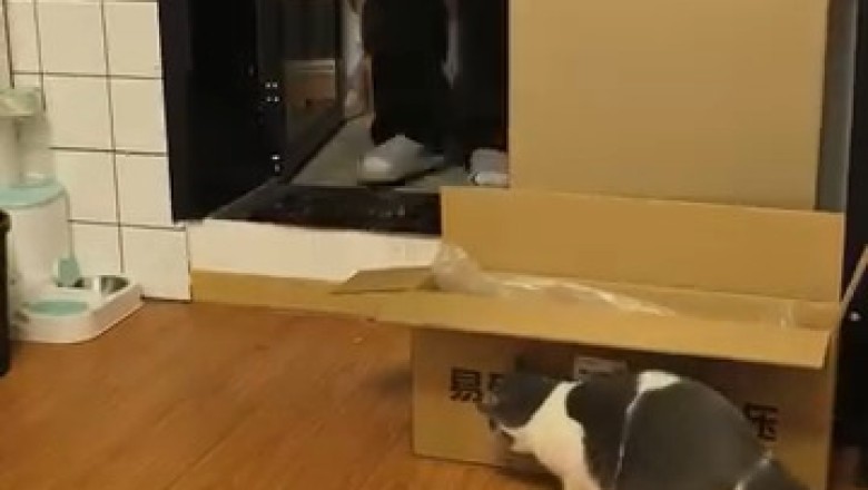 The Naughty Cat That Gets Into Everything!