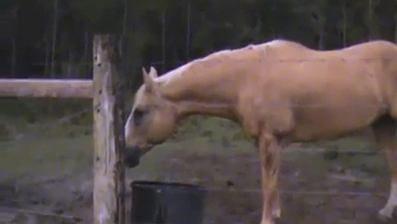 Cow Chaos: Hilarious Chase from 13 Years Ago – You Won't Believe Your Eyes!