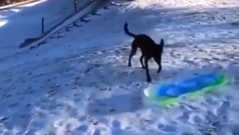 Epic Dog Sledding Adventure: Thrilling Ride Through Winter Wonderland!