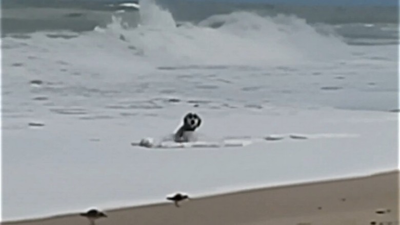 Hilarious Reaction: Dog Encounters the Sea for the First Time!