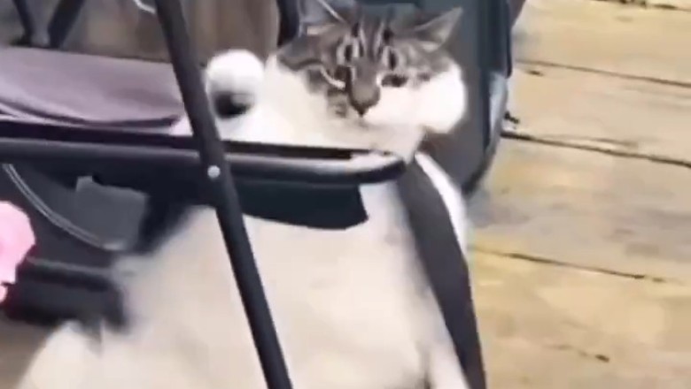 This Cat's Hilarious Old Man Act Will Have You Cracking Up!