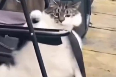 This Cat's Hilarious Old Man Act Will Have You Cracking Up!