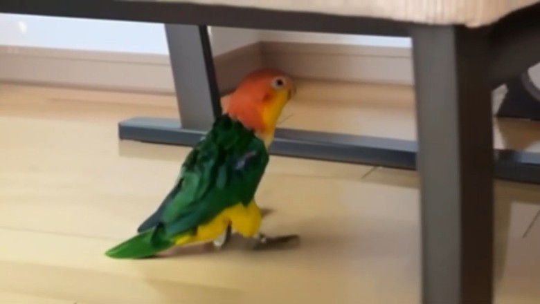 Unbelievable Parrot Visits the Yard!