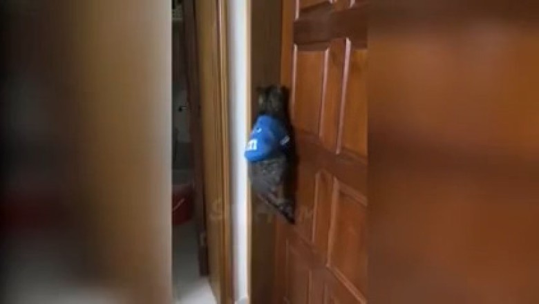Watch This Determined Cat Try to Open a Door!