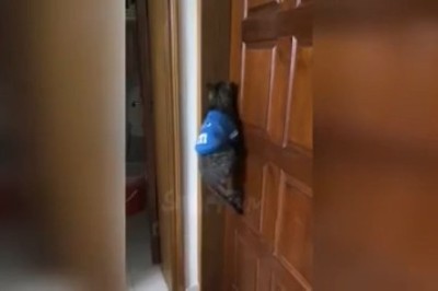 Watch This Determined Cat Try to Open a Door!