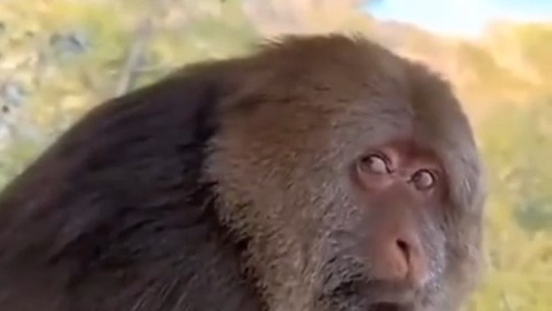 Banana Hunters: Watch This Hilarious Primate Chase Down a Butterfly with Epic Monkey Moves!