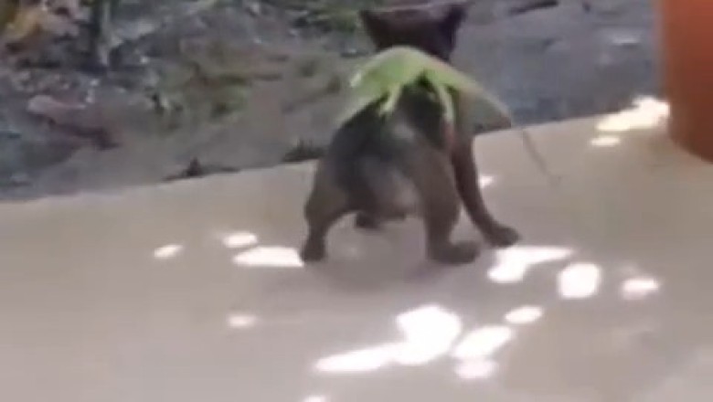 BFFs: The Unlikely Friendship Between a Dog and a Chameleon!