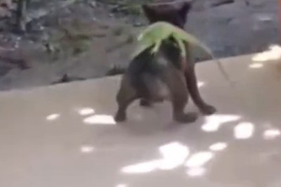 BFFs: The Unlikely Friendship Between a Dog and a Chameleon!