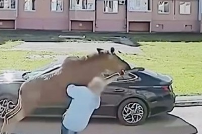 Hilarious Moose Encounter: Watch This Moose Jump on a Pedestrian!