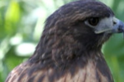 Master of the Skies: The Incredible World of the Falcon! 🦅✨