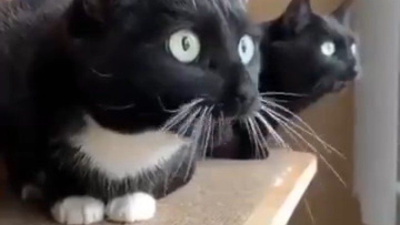 Meet the Extraordinary Dactyl Cats with Extra Toes!