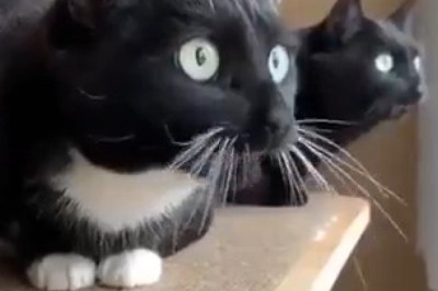 Meet the Extraordinary Dactyl Cats with Extra Toes!