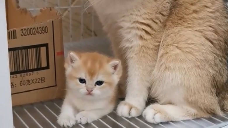 Mommy Cat and Her Adorable Kitten: Cuteness Overload!