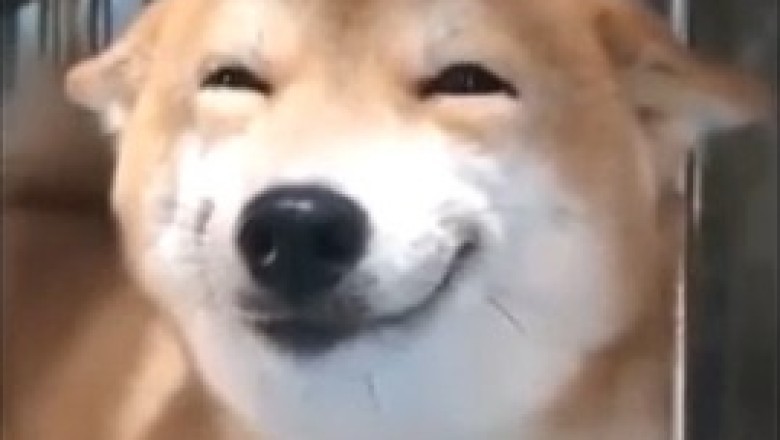 This Dog's Hilarious Reactions Will Have You in Stitches! ๐๐ถ