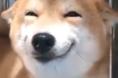This Dog's Hilarious Reactions Will Have You in Stitches! 😂🐶
