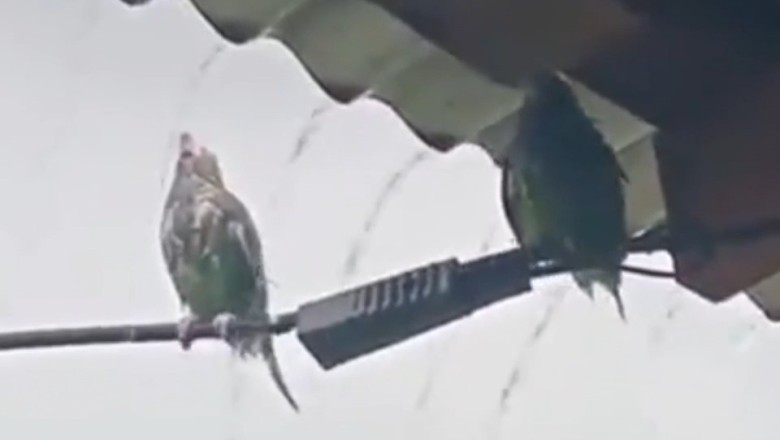 This Parrot's Shower Time with Rain Water is Just Too Cute!