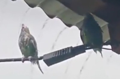 This Parrot's Shower Time with Rain Water is Just Too Cute!