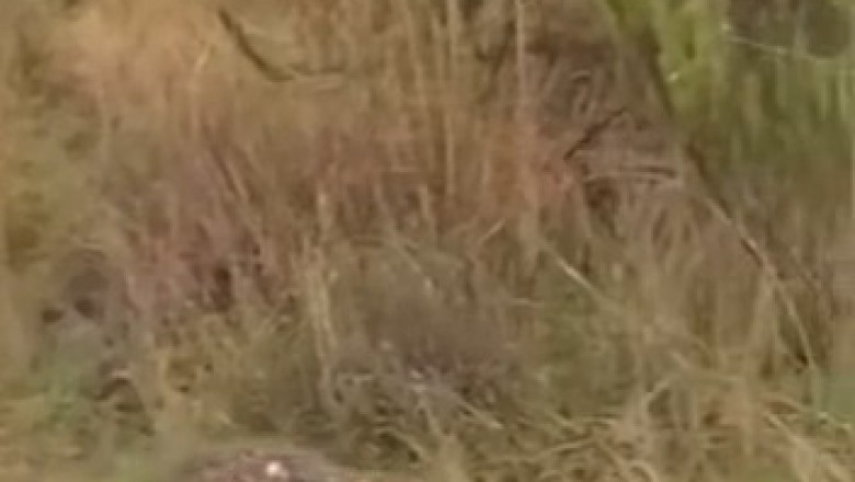 Unbelievable Showdown: Rabbit Outsmarts Beagle in Epic Race!