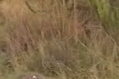 Unbelievable Showdown: Rabbit Outsmarts Beagle in Epic Race!