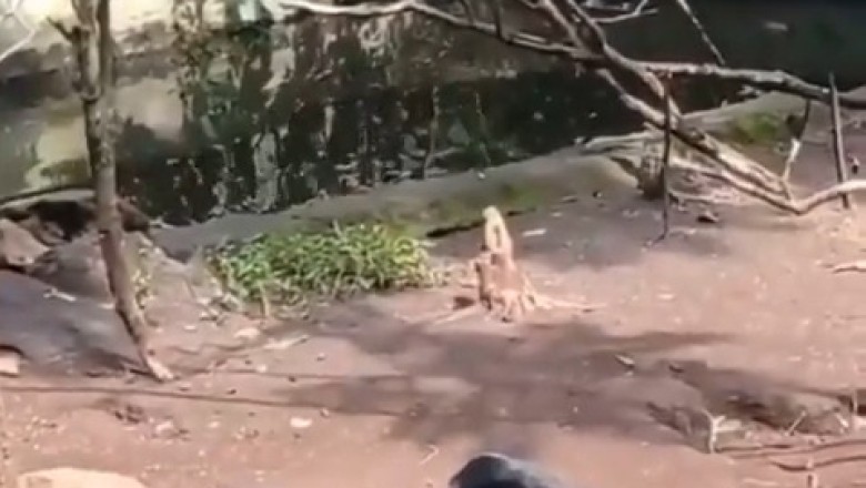 Unlikely Friends: A Monkey and Hedgehog's Adorable Adventures 🐒🦔