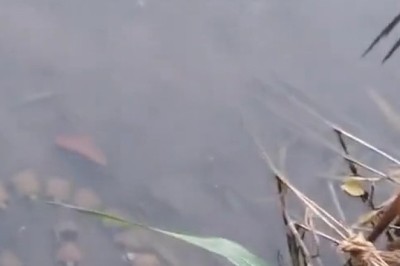 Dive Deep with the Underwater Turtle Alliance: Protecting Our Ocean Giants!