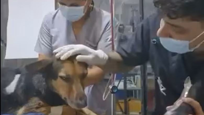 Heartwarming Veterinarian Explains Surgery to Dog: A Must-Watch Moment of Compassion!