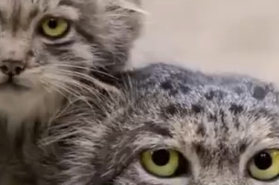 Heartwarming Wild Cat Family Moments: Unbelievable Cuddles and Survival!