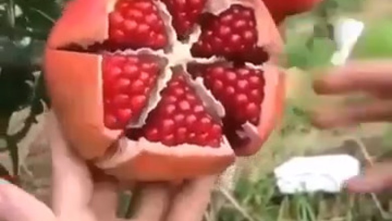 Unlocking the Secrets of Pomegranate Cutting: Master the Art with This Easy Guide!