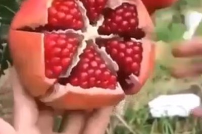 Unlocking the Secrets of Pomegranate Cutting: Master the Art with This Easy Guide!