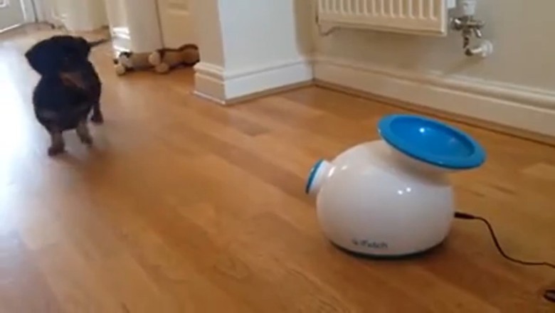 Adorable Dog Plays Solo: The Cutest Playtime Moments!