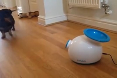 Adorable Dog Plays Solo: The Cutest Playtime Moments!