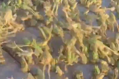Frog Frenzy: Streets Overrun by Hundreds of Frogs!