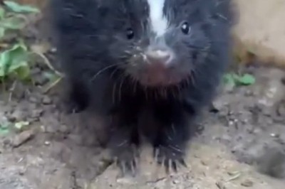 Meet the Adorable Hog-Nosed Skunks: Nature's Most Beautiful Little Creatures! 🦨