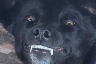 Meet the Fanged Dog: The Unbelievable Canine with a Unique Smile!