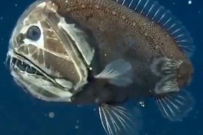 Meet the Fangtooth Fish: The Ocean's Spookiest Predator! 🐟