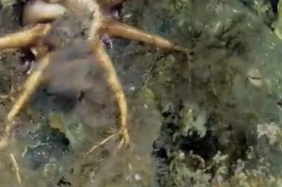 The Hidden Wonders of Seagrass: Nature's Underwater Paradise!