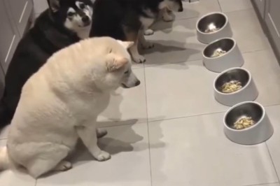 Turtle Time: Watch This Adorable Shell-Shocker Devour Food at Lightning Speed! 🐢🍽️