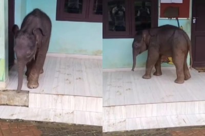 Caught on Camera: Baby Elephant Crashes Kerala School and Steals Hearts!