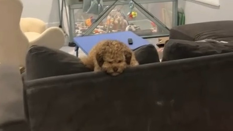 Doggone Hilarious: The Ultimate Dog Room Adventures!