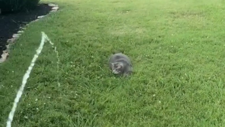 Hilarious Cat vs. Water Hose: The Ultimate Playtime Showdown!