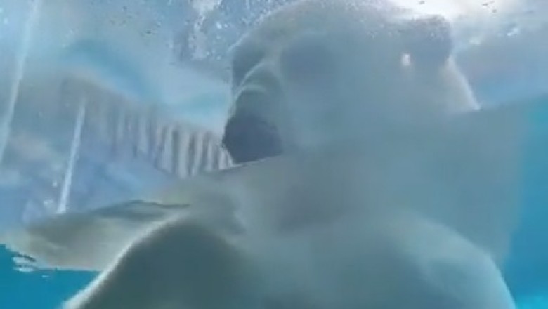 Jaw-Dropping Close-Ups: The Magnificent Size of Polar Bears!