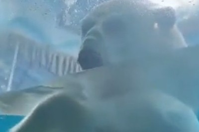 Jaw-Dropping Close-Ups: The Magnificent Size of Polar Bears!