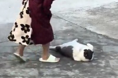 Meet the Heavyweight Champion of Cats: A Pawsitively Hilarious Adventure!