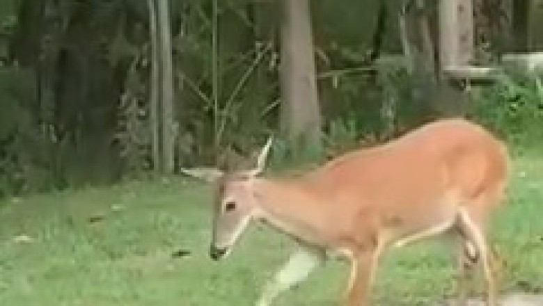 Unexpected Friendship: Watch a Cat and Deer Team Up for Adorable Adventures!