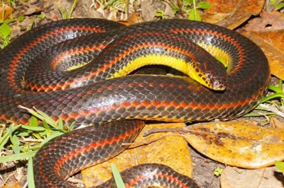 Help Save Florida's Shimmering Rainbow Snake: Your Sightings Matter!